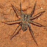 Allocosa exserta